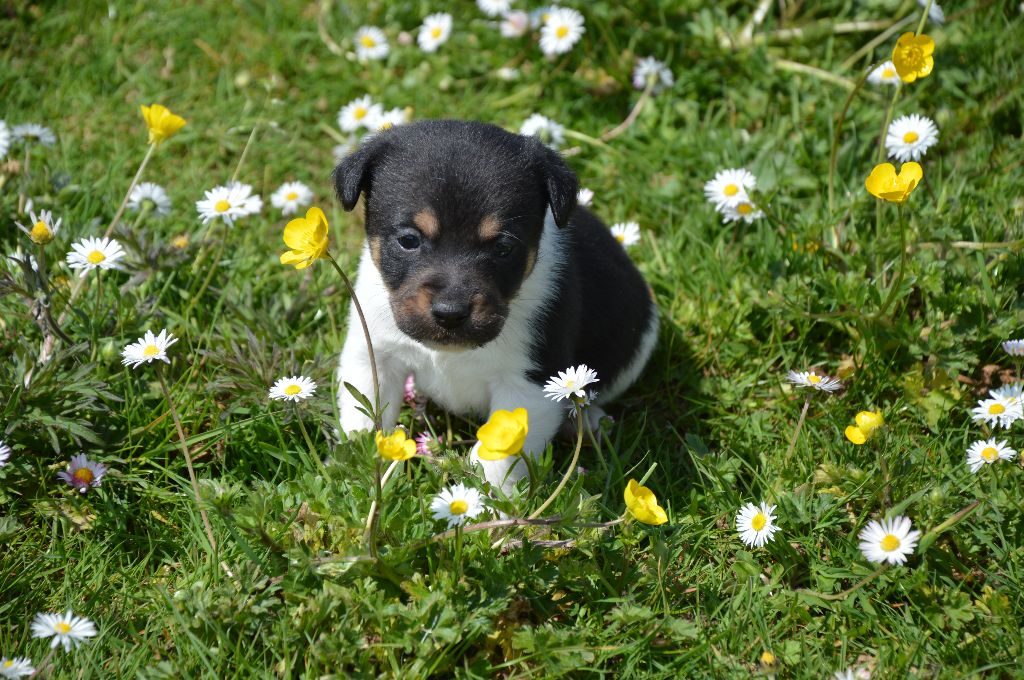 Des Terriers Du Large - Chiots disponibles - Jack Russell Terrier