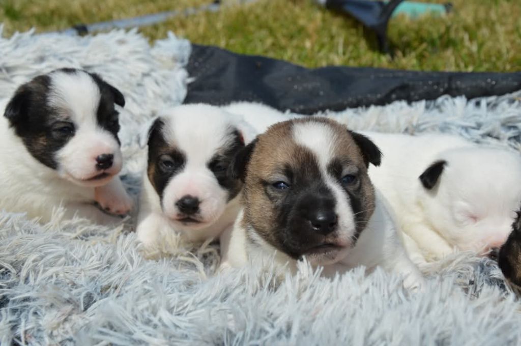 Chiot Jack Russell Terrier Des Terriers Du Large