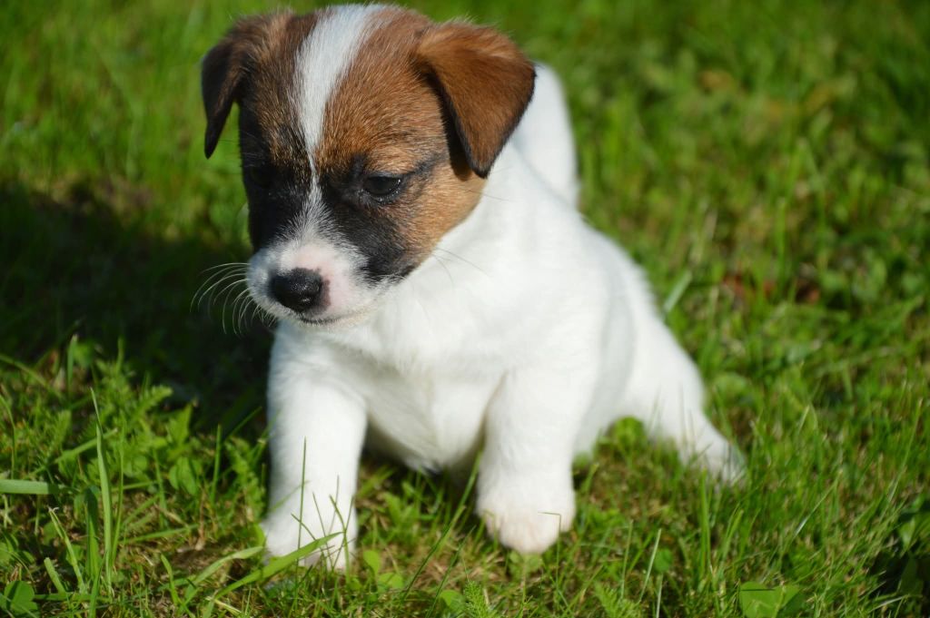 Des Terriers Du Large - Chiots disponibles - Jack Russell Terrier