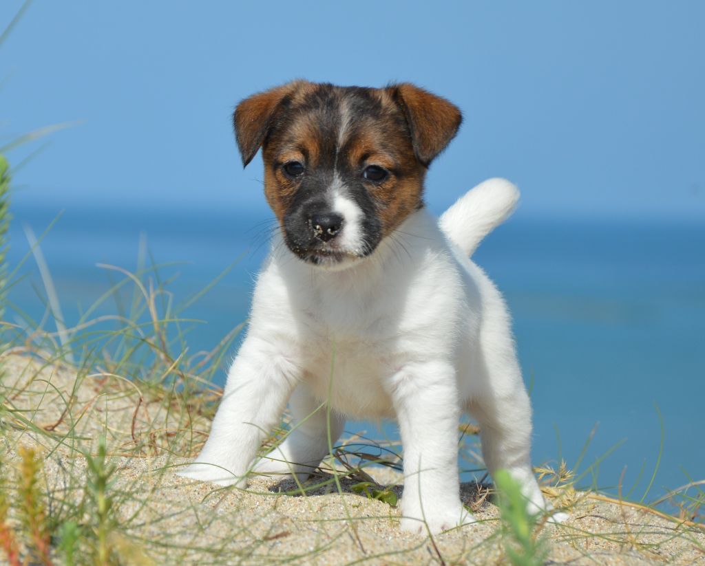 Des Terriers Du Large - Chiots disponibles - Jack Russell Terrier