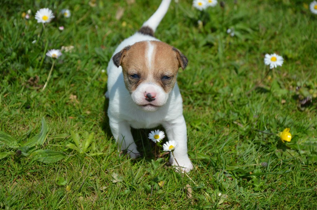 Des Terriers Du Large - Chiots disponibles - Jack Russell Terrier