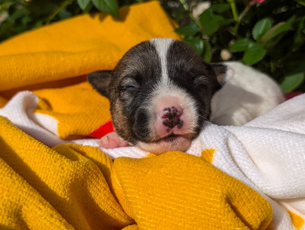 Des Terriers Du Large - Chiots disponibles - Jack Russell Terrier