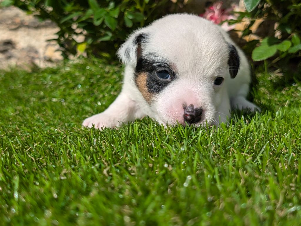 Des Terriers Du Large - Chiots disponibles - Jack Russell Terrier