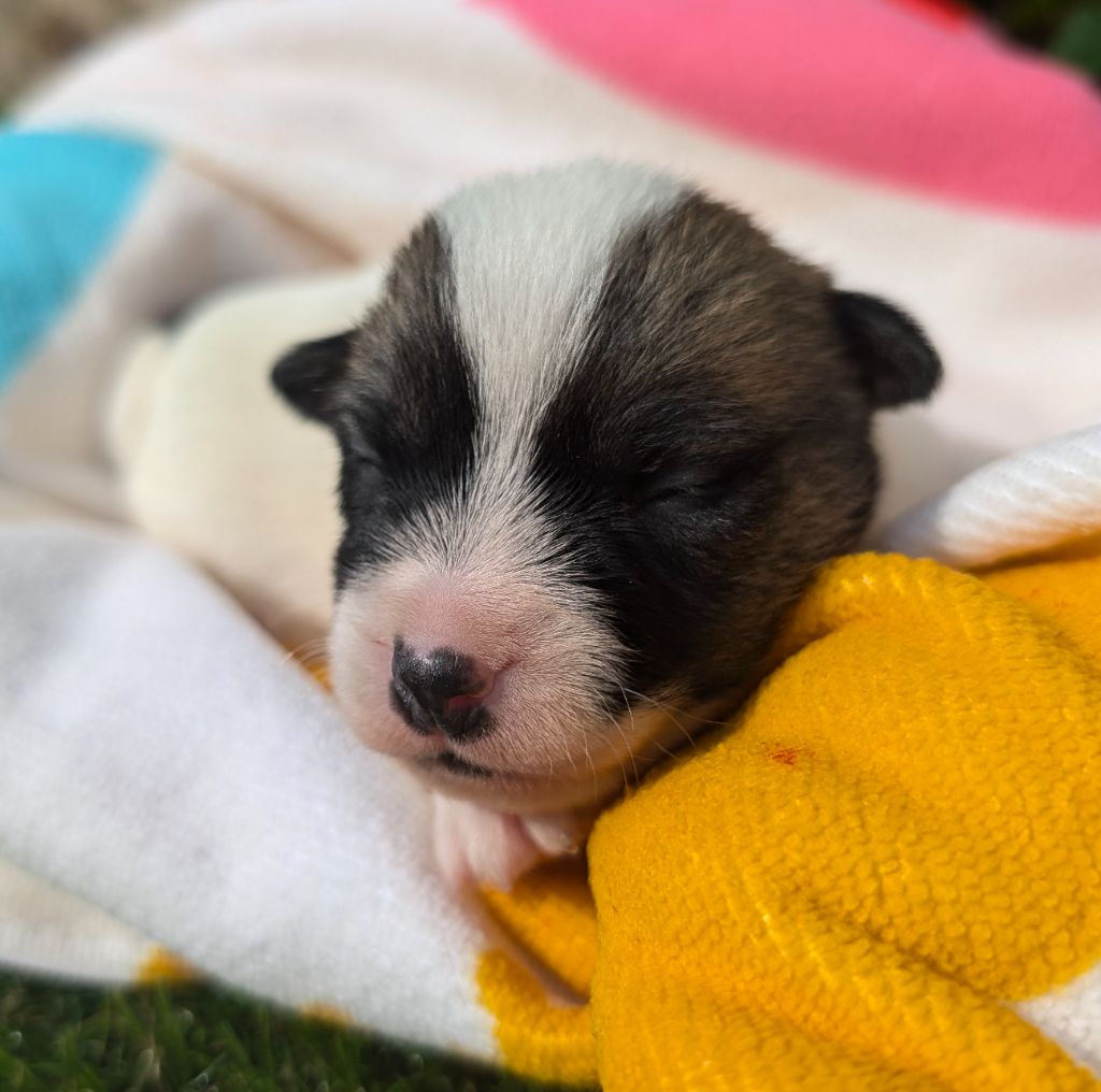 Des Terriers Du Large - Chiots disponibles - Jack Russell Terrier