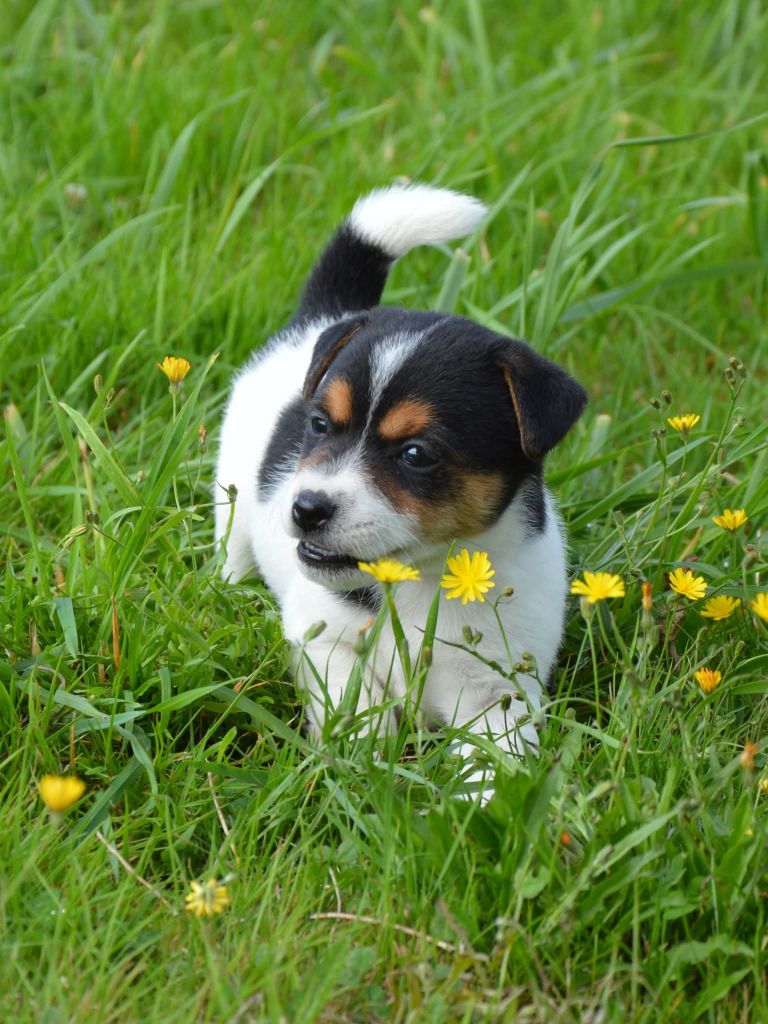 Des Terriers Du Large - Chiots disponibles - Jack Russell Terrier