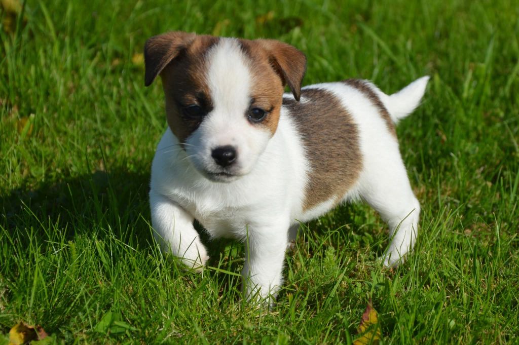 Des Terriers Du Large - Chiots disponibles - Jack Russell Terrier