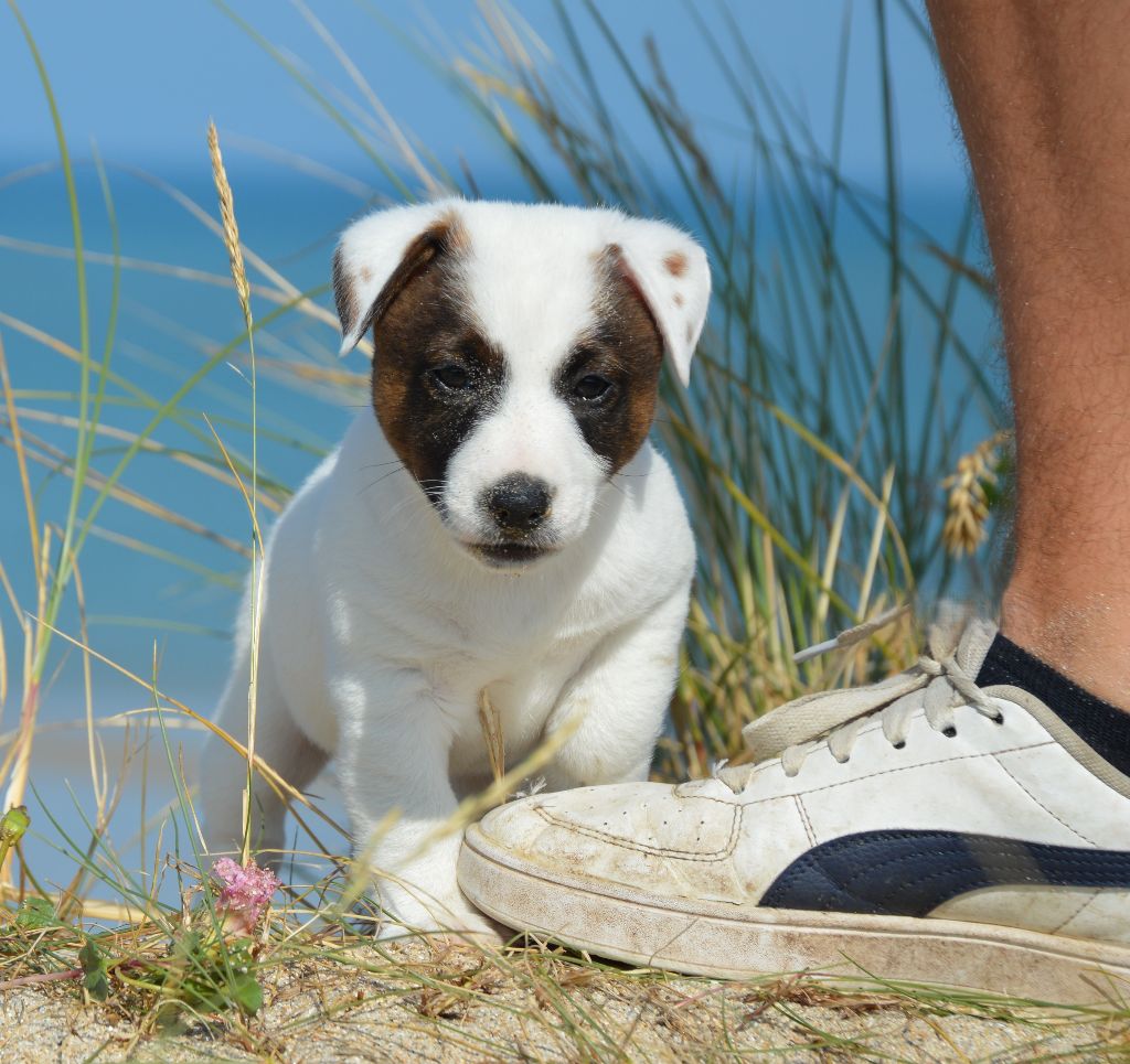 Des Terriers Du Large - Chiots disponibles - Jack Russell Terrier