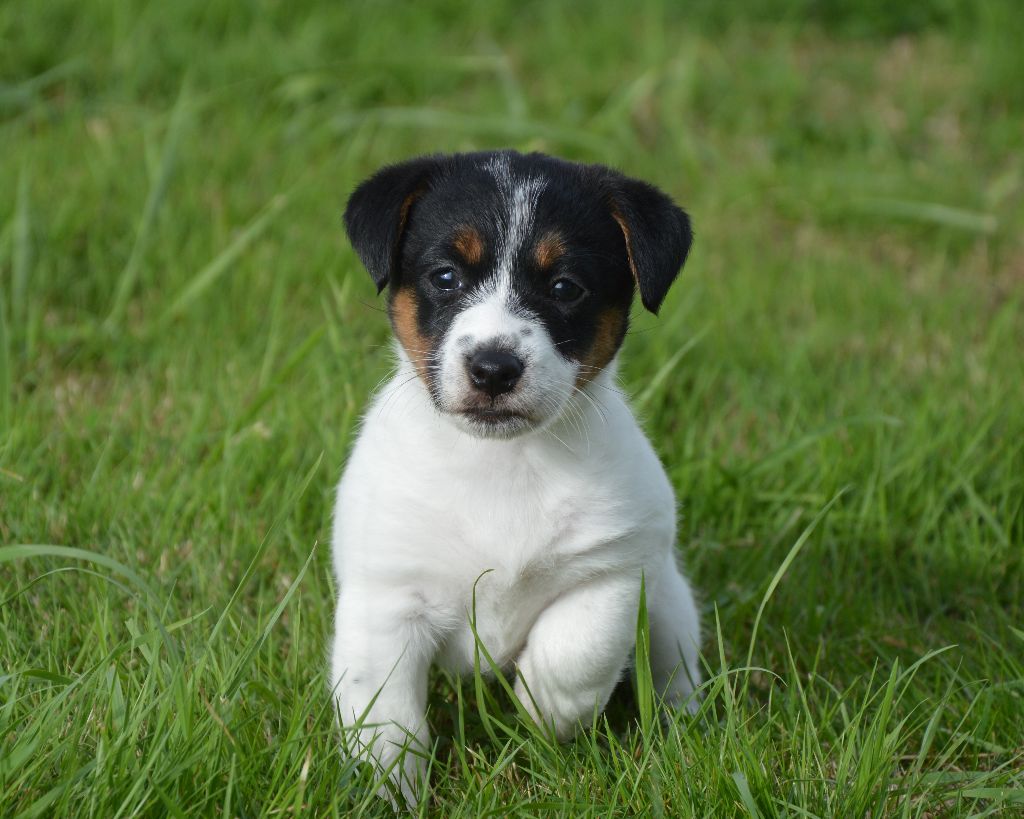 Des Terriers Du Large - Chiots disponibles - Jack Russell Terrier