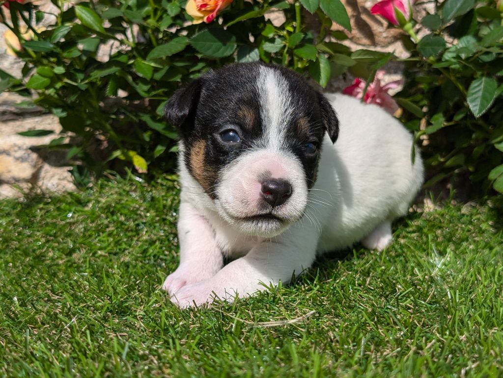 Des Terriers Du Large - Chiots disponibles - Jack Russell Terrier
