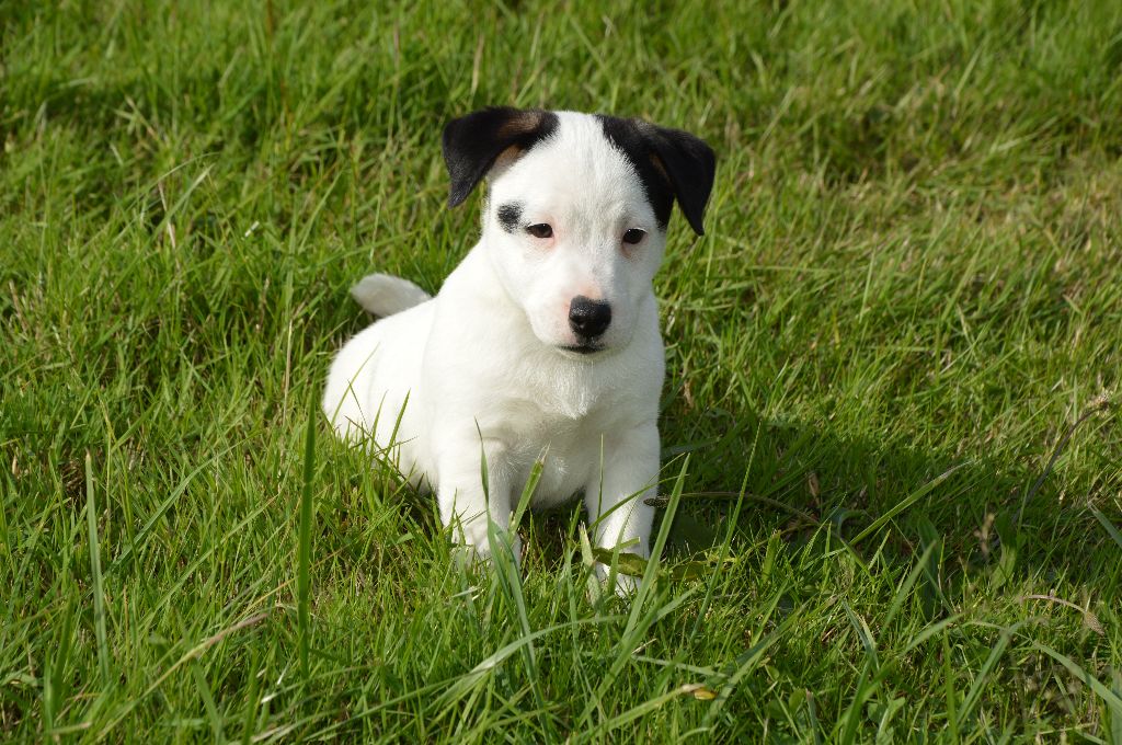 Des Terriers Du Large - Chiots disponibles - Jack Russell Terrier