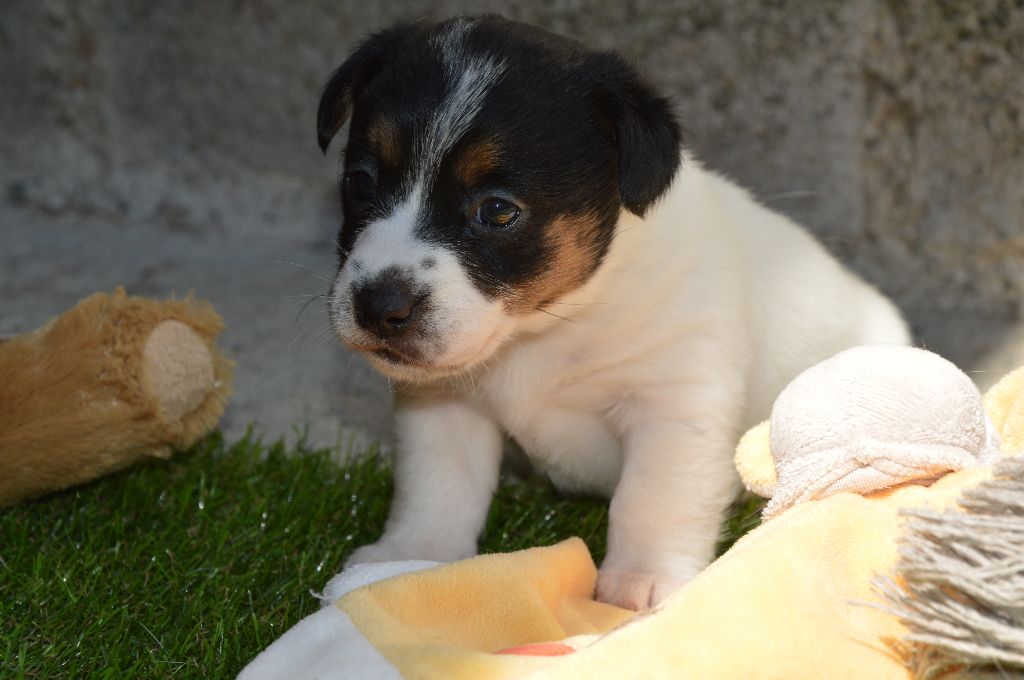 Des Terriers Du Large - Chiots disponibles - Jack Russell Terrier