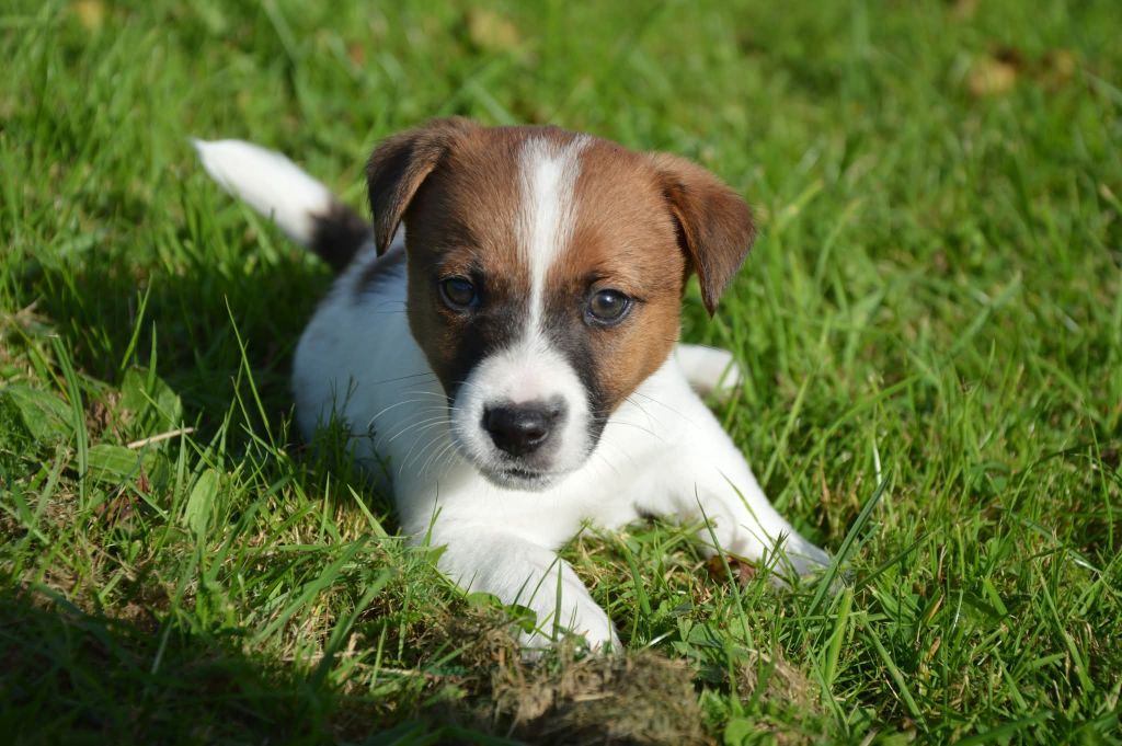 Des Terriers Du Large - Chiots disponibles - Jack Russell Terrier