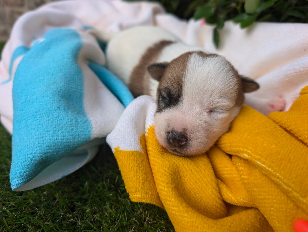 Des Terriers Du Large - Chiots disponibles - Jack Russell Terrier