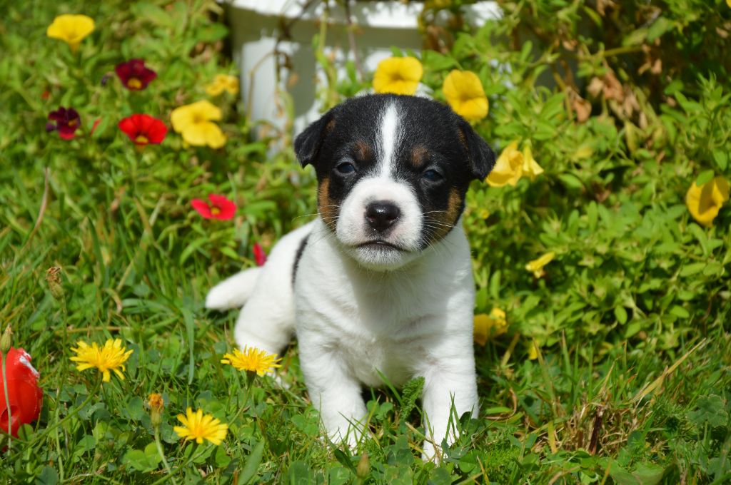 Des Terriers Du Large - Chiots disponibles - Jack Russell Terrier