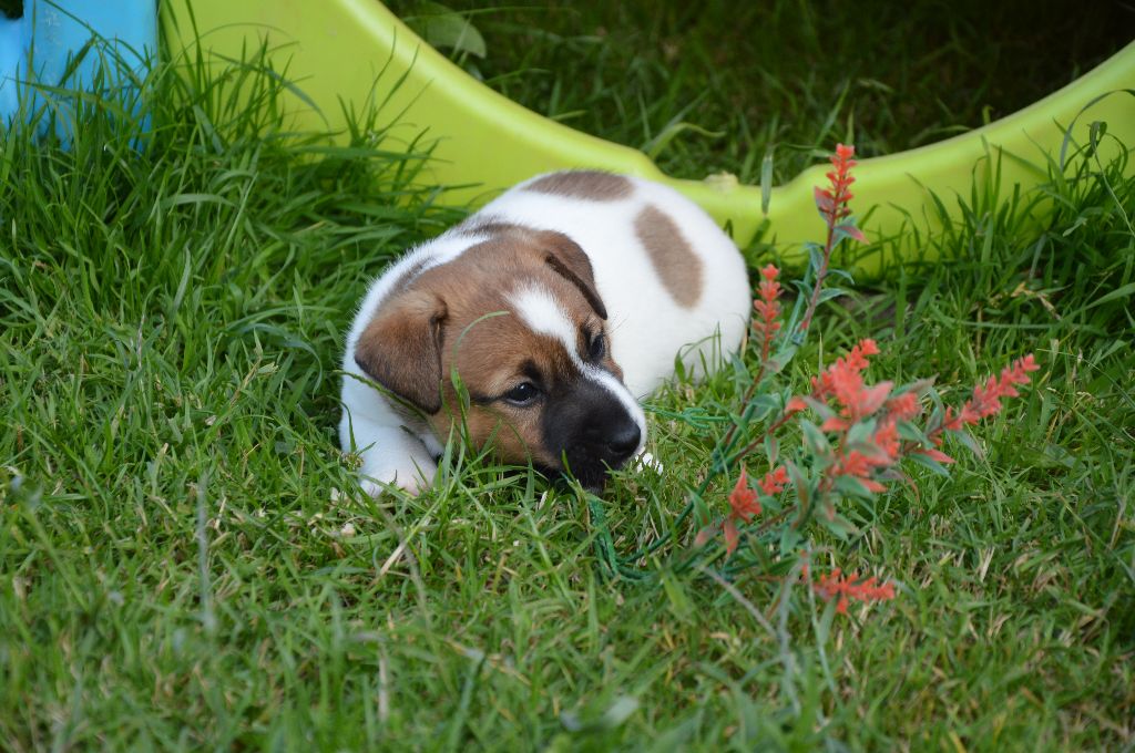 Des Terriers Du Large - Chiots disponibles - Jack Russell Terrier