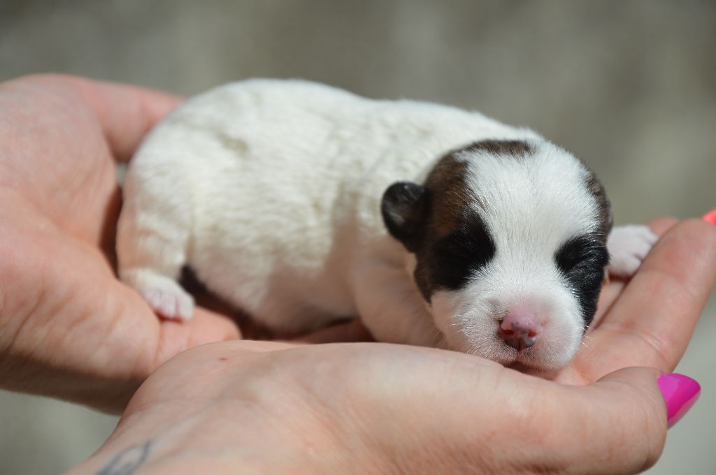 Des Terriers Du Large - Chiots disponibles - Jack Russell Terrier